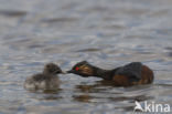 Geoorde Fuut (Podiceps nigricollis)