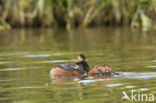 Geoorde Fuut (Podiceps nigricollis)