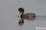 Geoorde Fuut (Podiceps nigricollis)