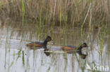 Geoorde Fuut (Podiceps nigricollis)