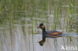 Geoorde Fuut (Podiceps nigricollis)