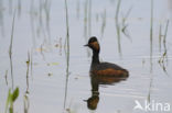 Black-necked Grebe (Podiceps nigricollis)