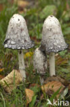 Geschubde inktzwam (Coprinus comatus)