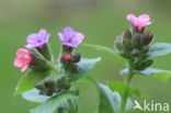 Lungwort (Pulmonaria officinalis)