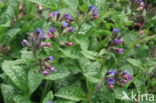 Lungwort (Pulmonaria officinalis)