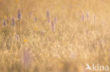 Spotted orchid (Dactylorhiza maculata)