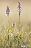 Spotted orchid (Dactylorhiza maculata)