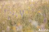 Spotted orchid (Dactylorhiza maculata)