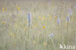 Gevlekte orchis (Dactylorhiza maculata)