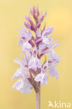 Gevlekte orchis (Dactylorhiza maculata)