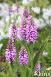 spotted Marsh-orchid (Dactylorhiza praetermissa var. junialis)