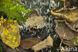 Candle Snuff Fungus (Xylaria hypoxylon)