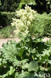 Wild Angelica (Angelica sylvestris)