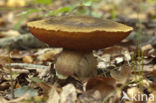 Bolete (Boletus erythropus)