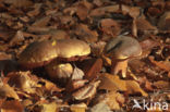 Gewone Heksenboleet (Boletus erythropus)