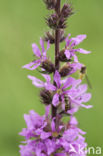 Purple Loosestrife (Lythrum salicaria)