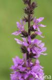 Purple Loosestrife (Lythrum salicaria)