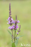 Gewone kattenstaart (Lythrum salicaria)
