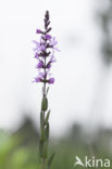 Purple Loosestrife (Lythrum salicaria)