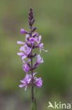 Purple Loosestrife (Lythrum salicaria)