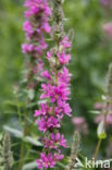 Purple Loosestrife (Lythrum salicaria)