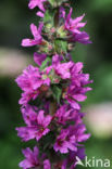 Purple Loosestrife (Lythrum salicaria)