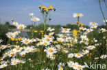 Ox-eye Daisy (Leucanthemum vulgare)