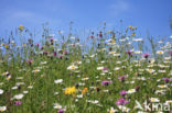 Ox-eye Daisy (Leucanthemum vulgare)