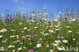 Ox-eye Daisy (Leucanthemum vulgare)