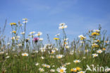 Ox-eye Daisy (Leucanthemum vulgare)