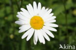 Ox-eye Daisy (Leucanthemum vulgare)