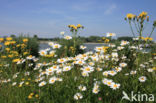 Ox-eye Daisy (Leucanthemum vulgare)