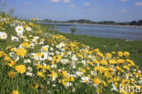 Gewone margriet (Leucanthemum vulgare)