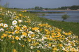 Ox-eye Daisy (Leucanthemum vulgare)