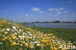 Ox-eye Daisy (Leucanthemum vulgare)