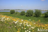 Ox-eye Daisy (Leucanthemum vulgare)