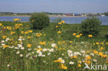 Gewone margriet (Leucanthemum vulgare)