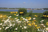 Gewone margriet (Leucanthemum vulgare)