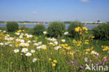 Gewone margriet (Leucanthemum vulgare)