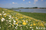 Ox-eye Daisy (Leucanthemum vulgare)