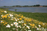 Gewone margriet (Leucanthemum vulgare)