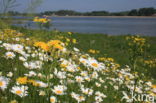 Gewone margriet (Leucanthemum vulgare)