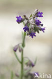 Alkanet (Anchusa officinalis)