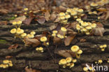 Sulphur tuft (Hypholoma fasciculare)