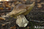 King Bolete (Boletus edulis)