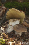 King Bolete (Boletus edulis)