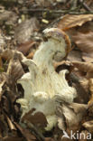 King Bolete (Boletus edulis)