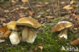 Gewoon eekhoorntjesbrood (Boletus edulis)