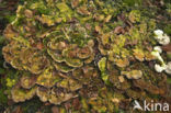 Gewoon elfenbankje (Trametes versicolor)