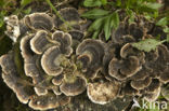 Gewoon elfenbankje (Trametes versicolor)